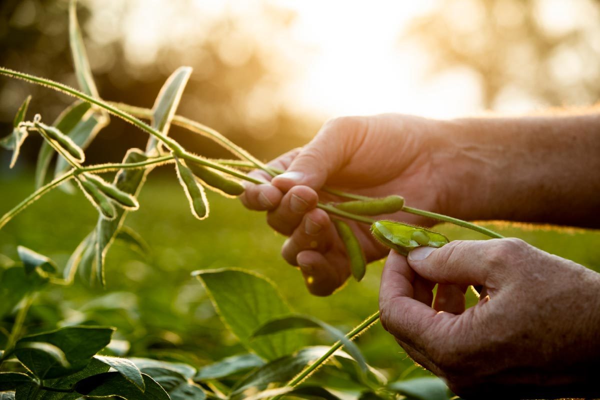 Hand opening soybean pod