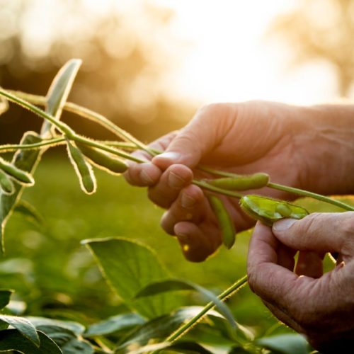 Hand opening soybean pod