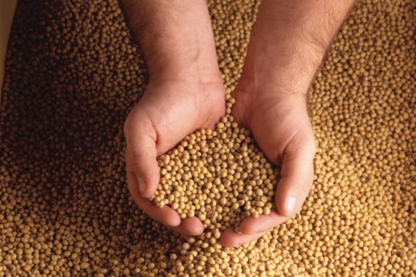 Hands holding soybeans