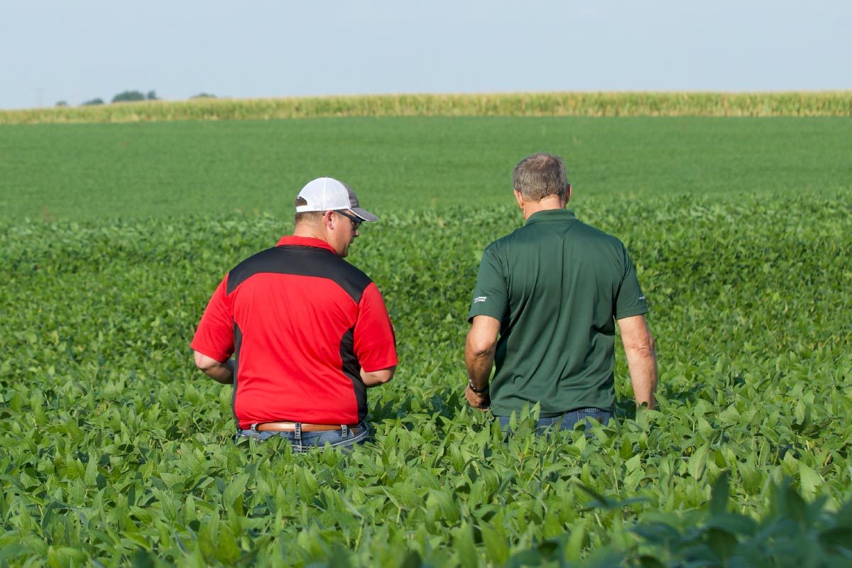 Two soybean farmers walk through field