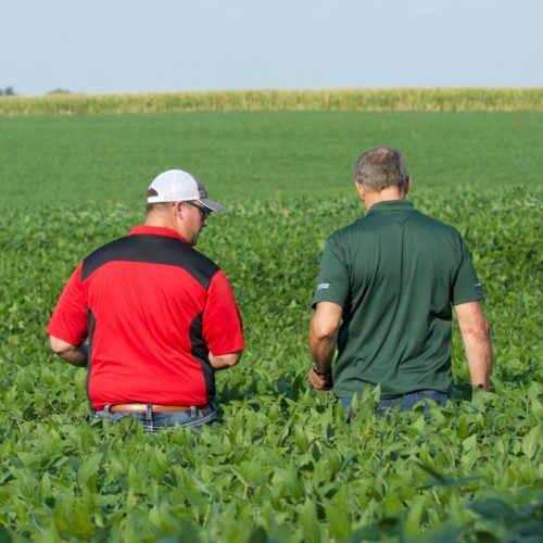 Two soybean farmers walk through field