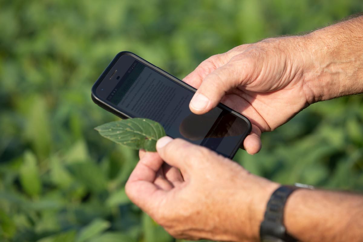 Farmer holding soybean leaf and phone