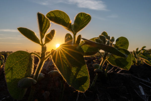 A soybean plant is outlined by a bright sunrise.