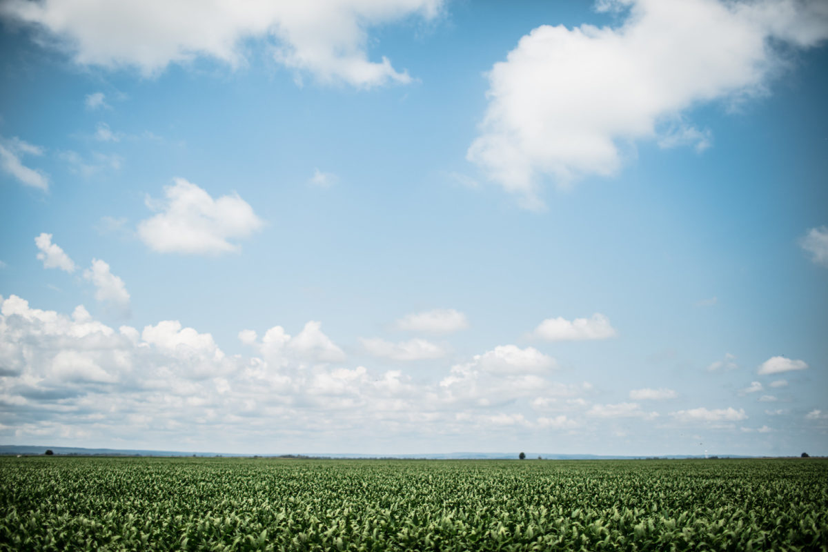 A soy field with a blue cloud-filled sky.