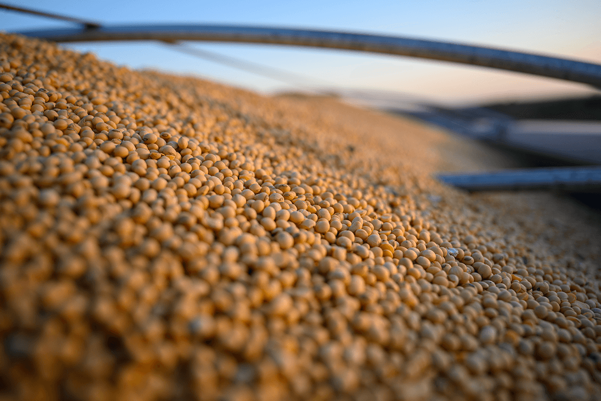 A close-up view of harvested soybeans in a grain truck.