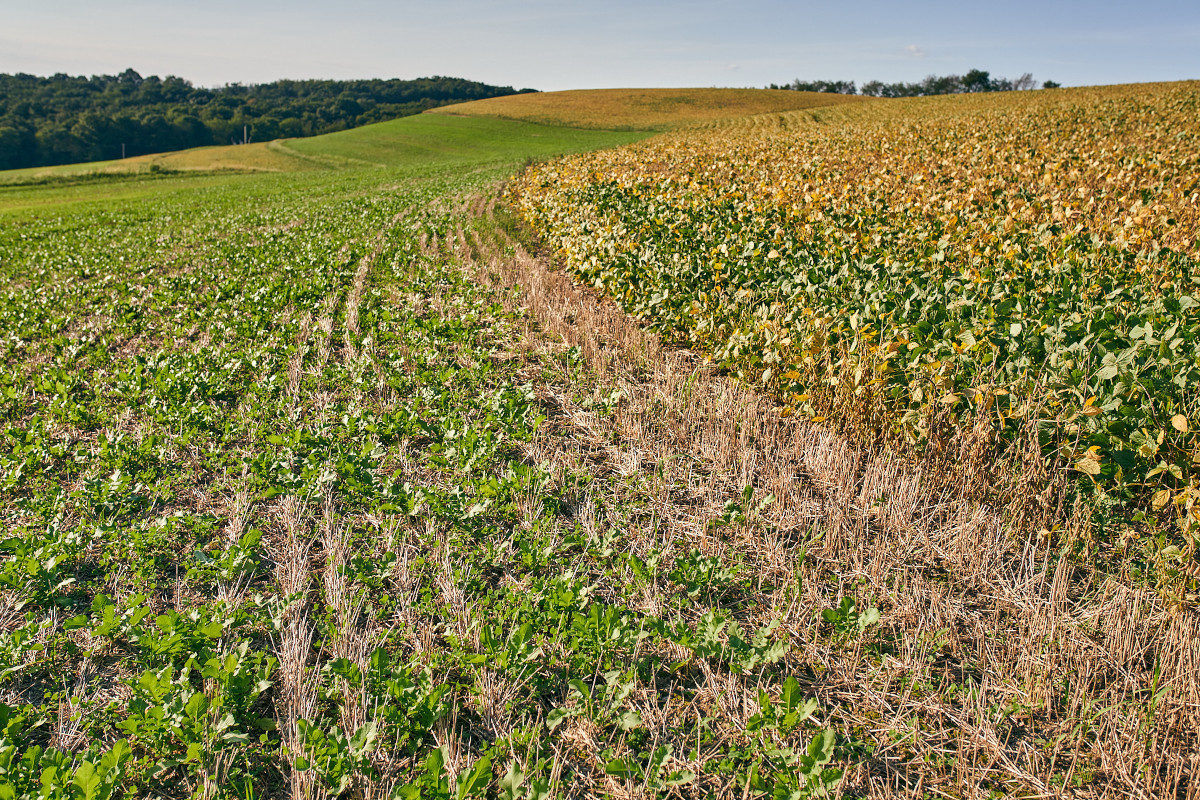 An open field of new and dried out soy plants.