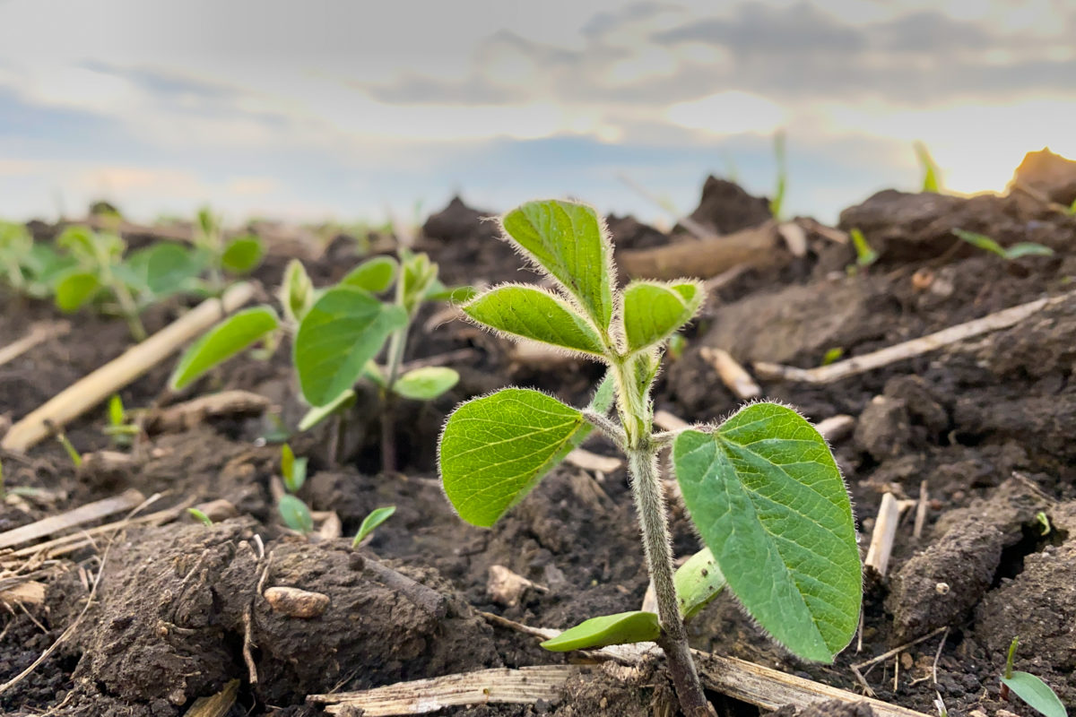 A close-up of a young soy plant in a dirt field.