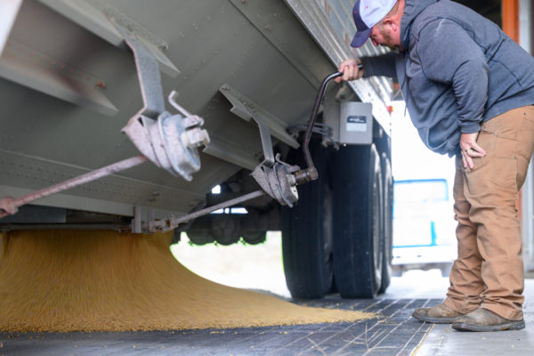 A farmer adjusts a lever on his truck to pour soybeans down a grate.