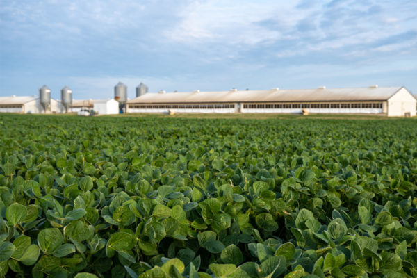 A white barn with grain silos is visible behind a field of soy plants.