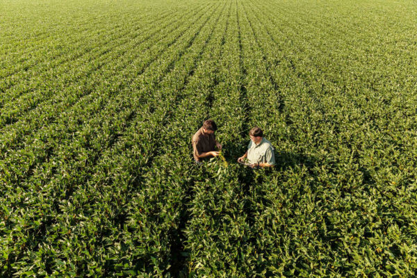 Two farmers stand in the middle of a large soybean field.
