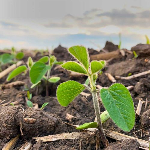 A close-up of a young soy plant in a dirt field.