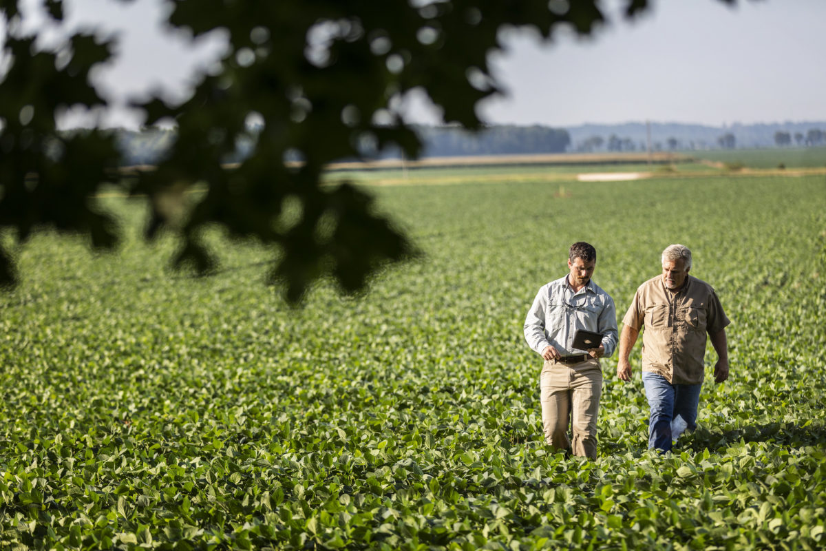 Two farmers walk in an open soy field, looking at an iPad.