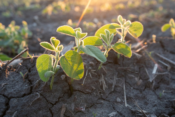 A close-up view of small growing soybean plants.