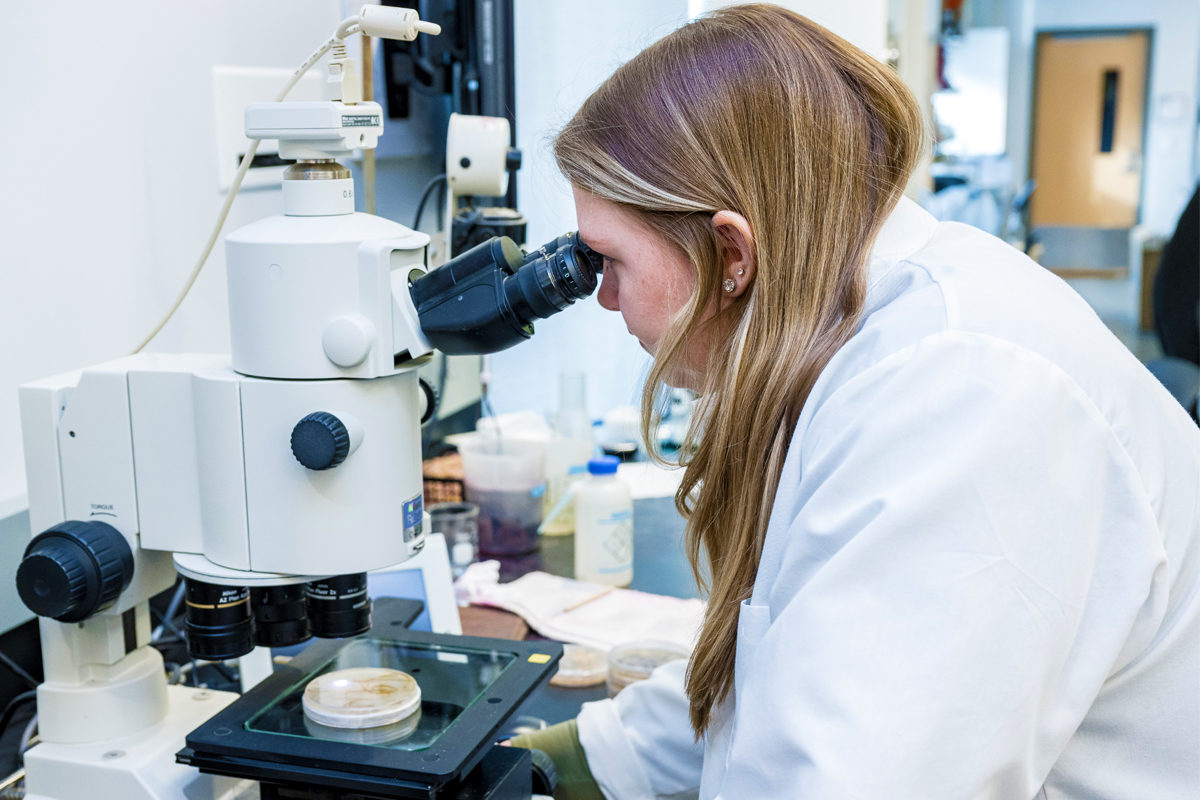 A scientist looks at the protein contents of a soybean under a microscope.