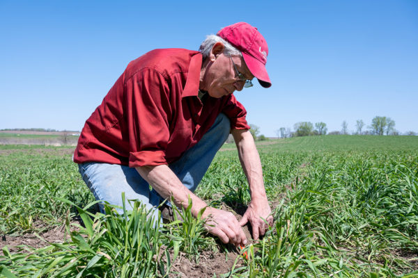 A farmer crouches to measure the soil depth of a young corn field.