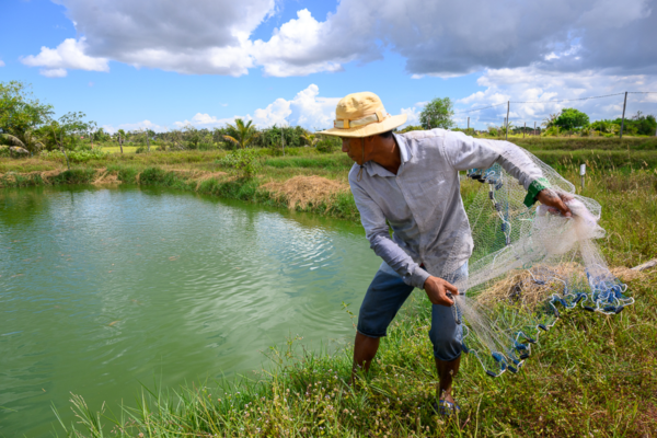 A farmer throws a fish net into a large green pond.