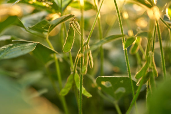 A close-up of immature soybeans outlined by the sunrise.