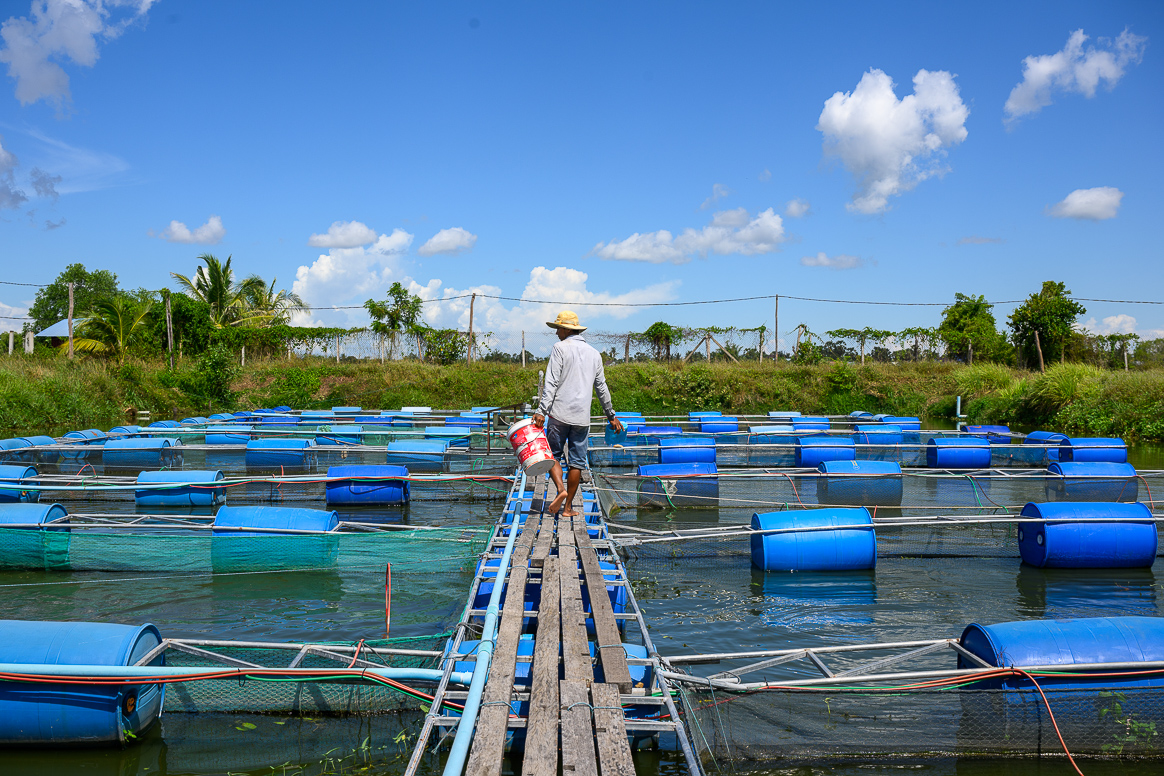 A Cambodian farmer walks on an aquaculture deck while carrying a red bucket.