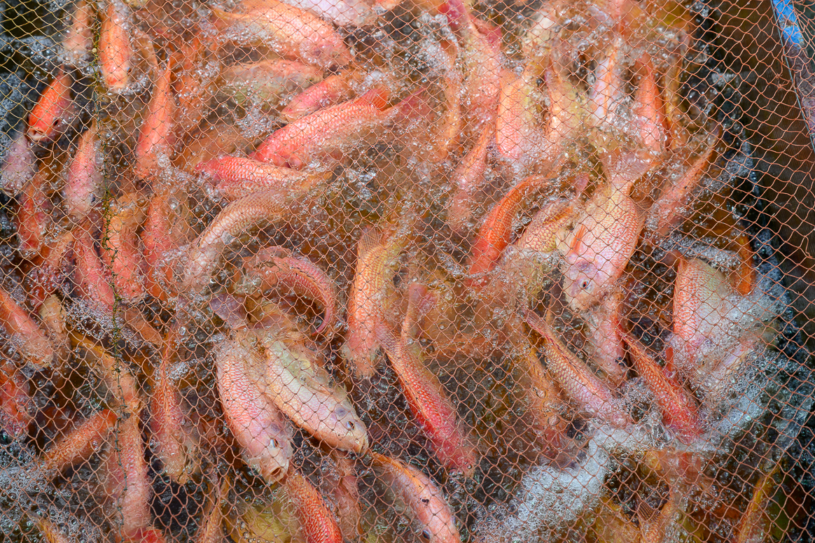 A close-up of orange fish in a tank with a net covering.