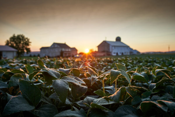 A sunrise outlines the silhouette of close-up soybean plants.