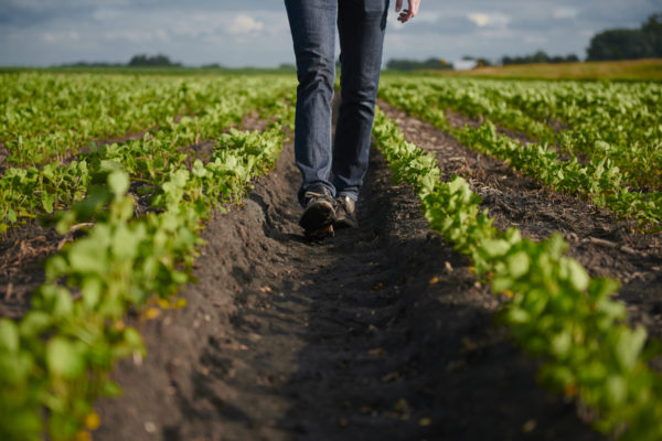 A farmer walks through a field of young soy plants.
