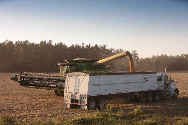A soybean harvester pours soybeans into a white grain truck.