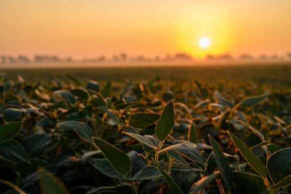 Soybean plants in a field with the sun rising in the background.