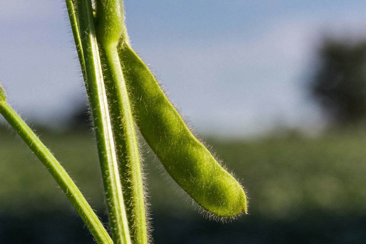 A closeup of immature soybeans still in the pod.