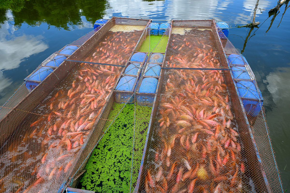 An overhead view of orange fish in an aquaculture tank.