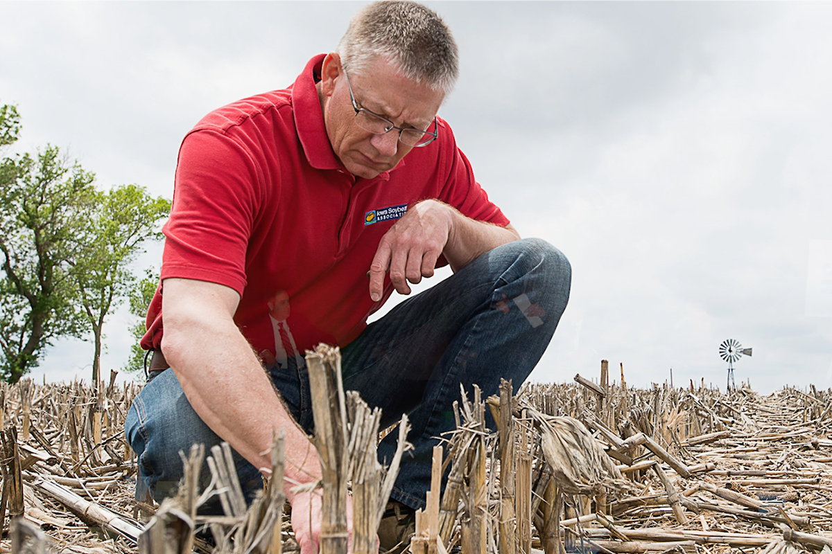 Tom Oswald observes old corn stubble in an open field.
