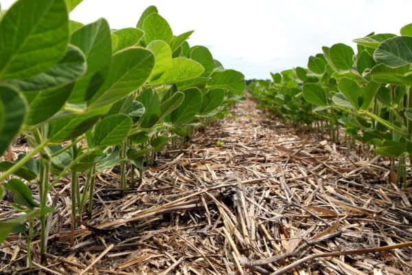 A close-up view of soybean plants growing in a soybean field row.