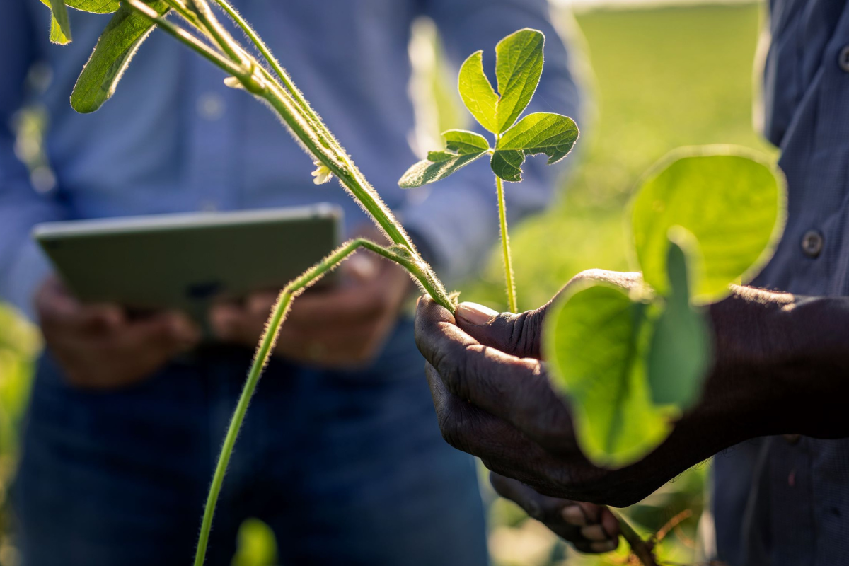 A close-up of a farmer holding a soybean plant stem.