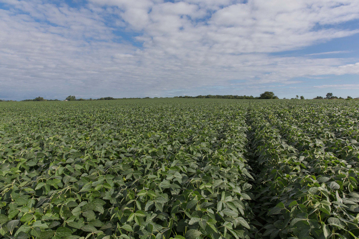 Rows of soy plants in a large field.