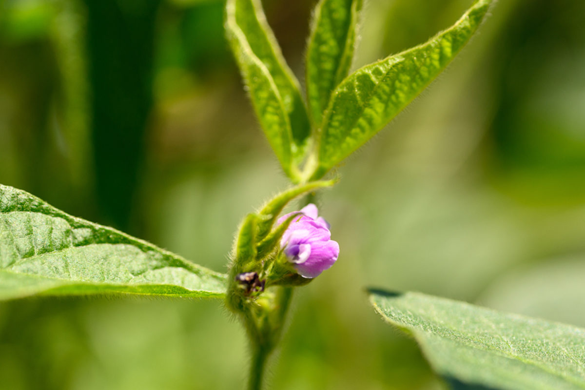 Close-up of a purple blooming soybean flower bud.