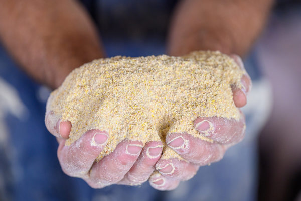 A farmer's hands holds a handful of soybean meal.