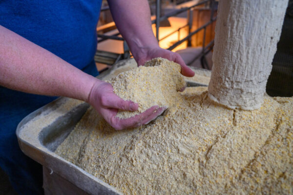Pig farmer checking soybean meal and corn feed quality, ensuring optimal nutrition for healthy livestock.