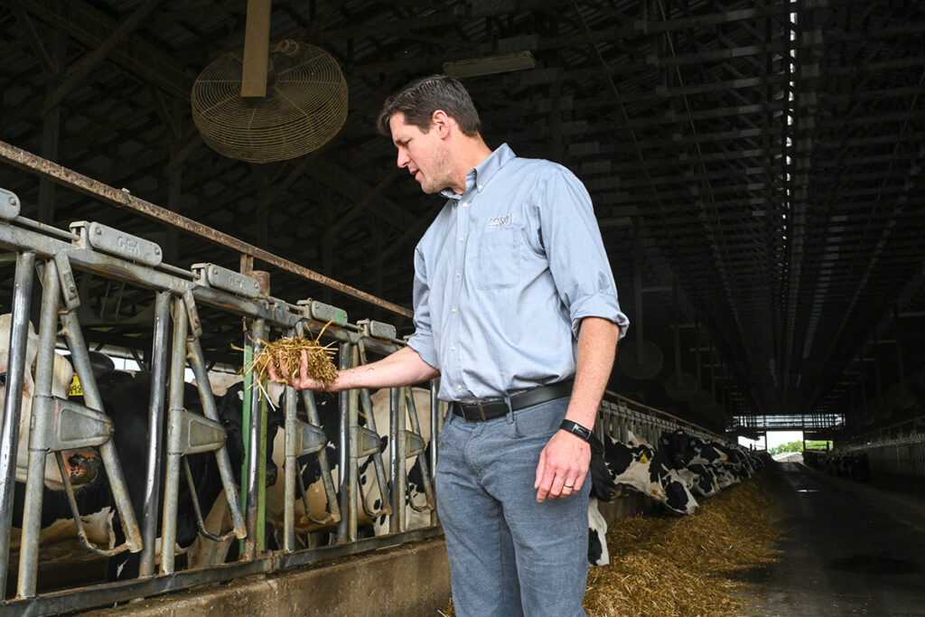 A man feeds hay to dairy cows.