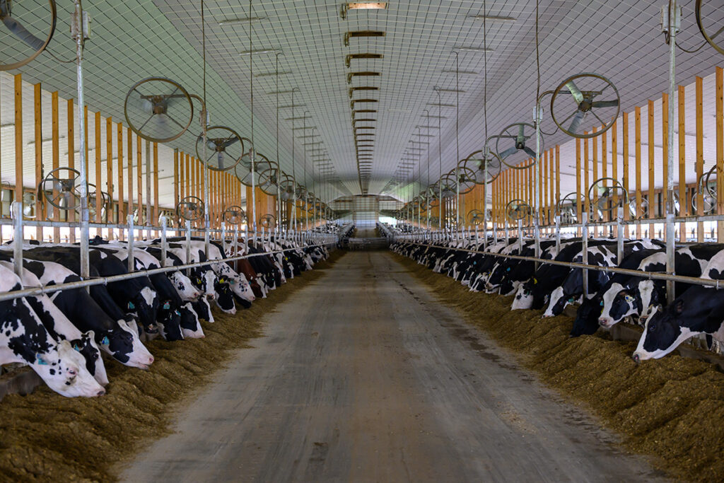 Dairy cows enjoy feed containing soybeans at the Oakfield Corners Dairy in New York.