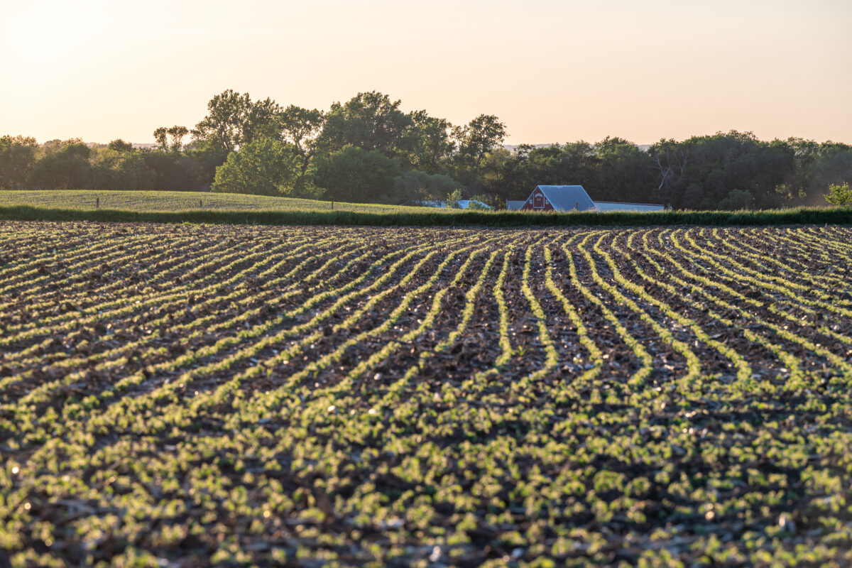 Soybean field at dusk.
