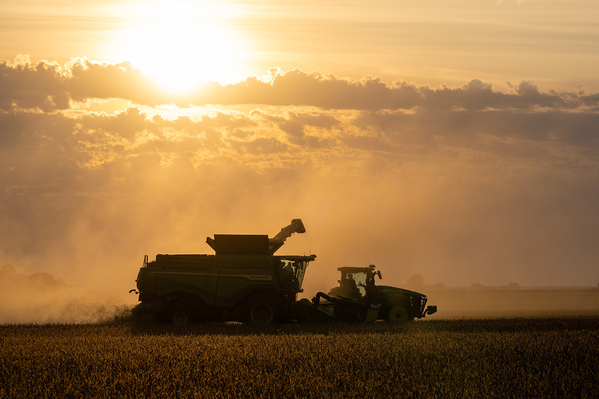 A soybean field being harvested at sunrise.