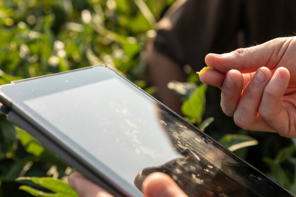 A farmer uses an iPad to check crop health.